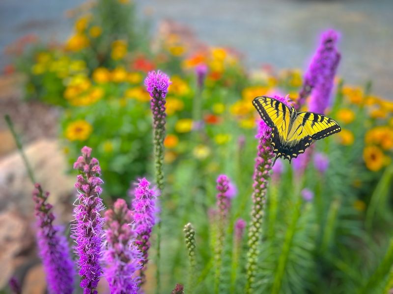 This North Carolina Nursery Turns Backyards Into Wildflower-Filled Wildlife Havens - Decor Hint Build A Backyard Buffet For Bees And Butterflies