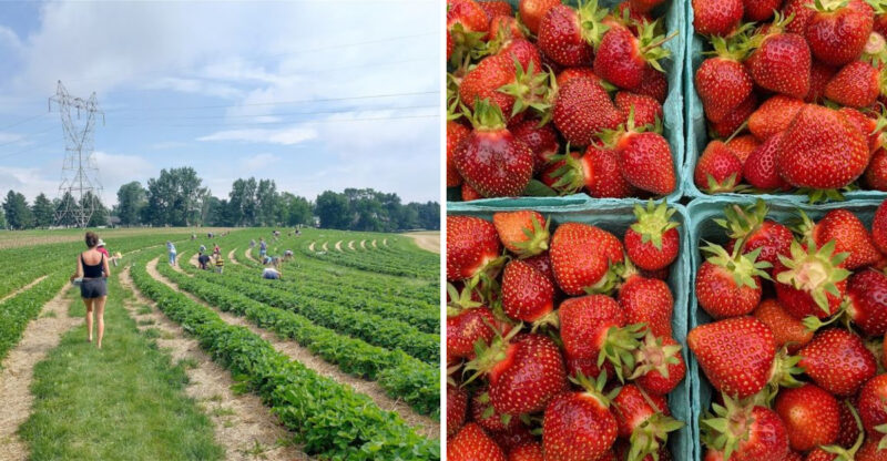 Pick Strawberries, Raspberries, And Blueberries By Hand At This Pennsylvania County Farm