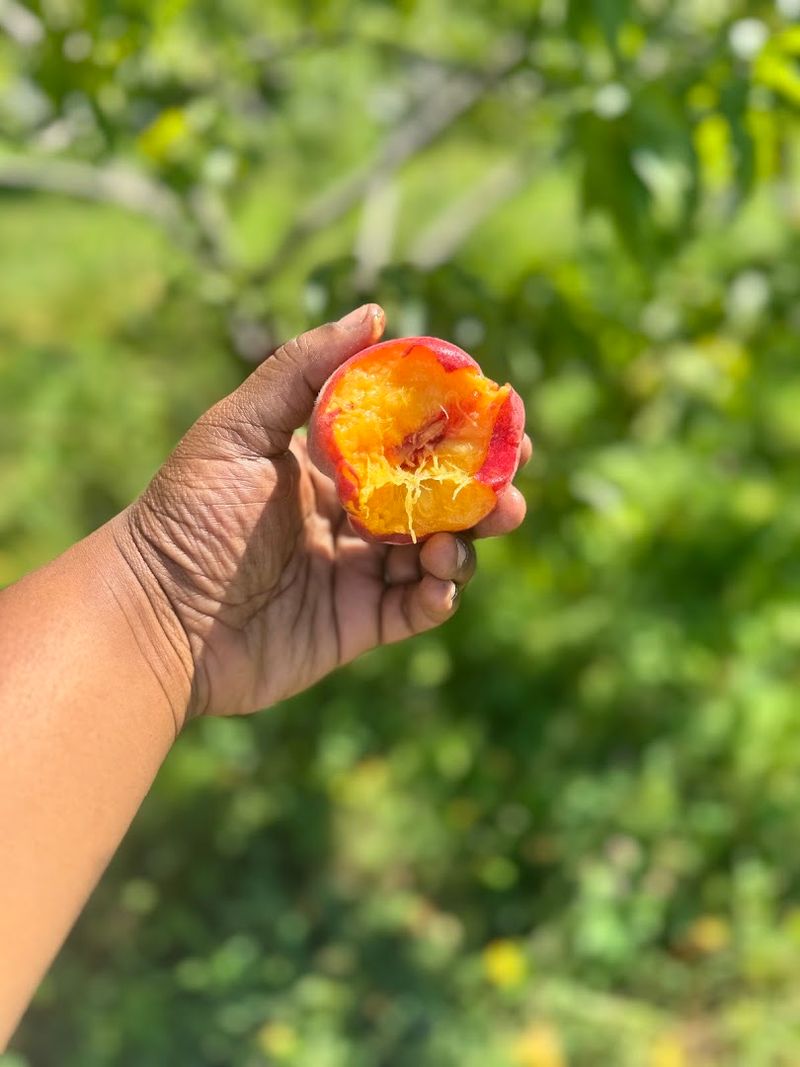 Pick Peaches In Late Summer