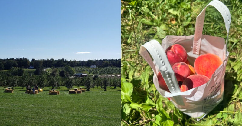 Pick-Your-Own Connecticut Peaches And Experience Farm Life