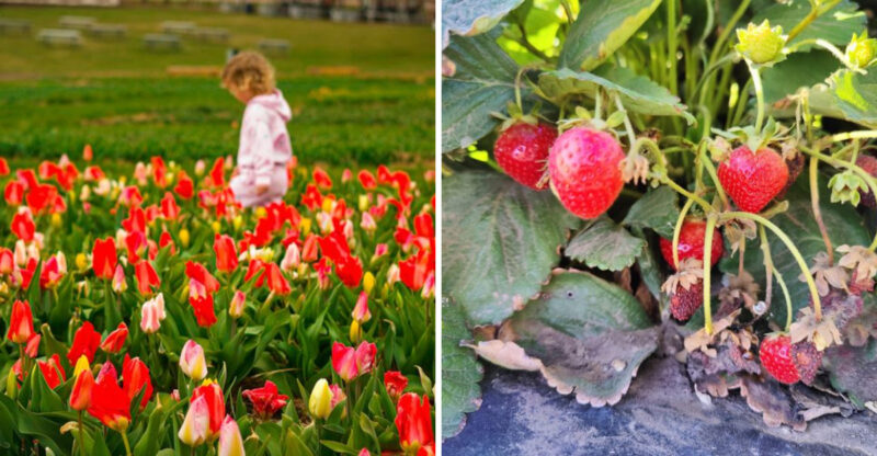 Pick Your Own Fresh Strawberries At A Charming Nebraska Farm This June