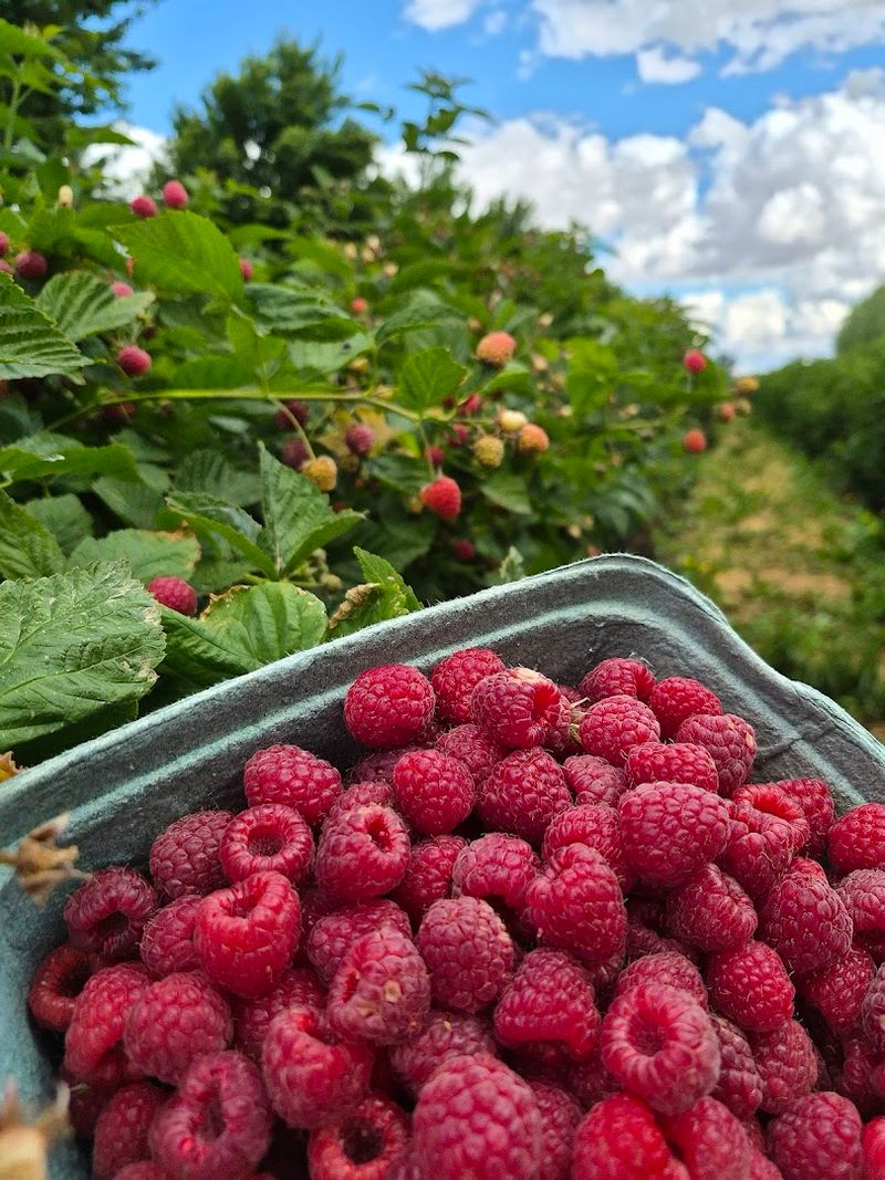 Nampa Turns Raspberry Picking Into A Sweet Summer Ritual