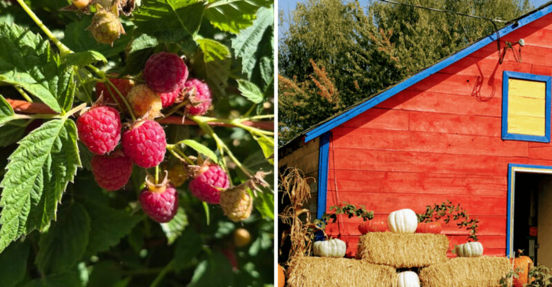 Pick Your Own Idaho Raspberries And Turn Farm Life Into A Sweet Summer Tradition