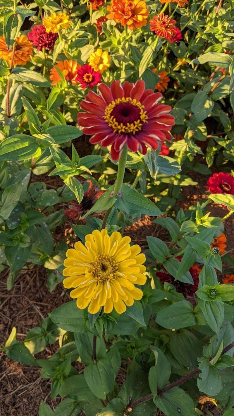Add Cosmos For That Wildflower Meadow Look