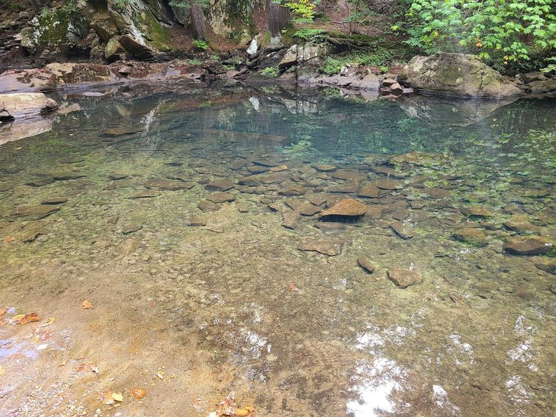 Fishing Along The Stream