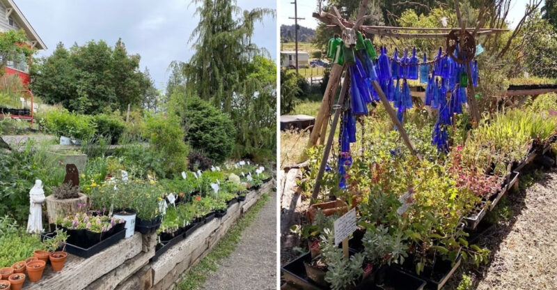 Plant Lovers Will Adore This Family-Owned Idaho Nursery