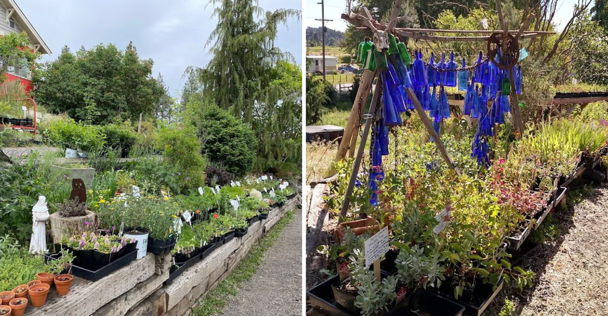 Plant Lovers Will Want To Spend Hours At This Family Owned Idaho Nursery - Decor Hint