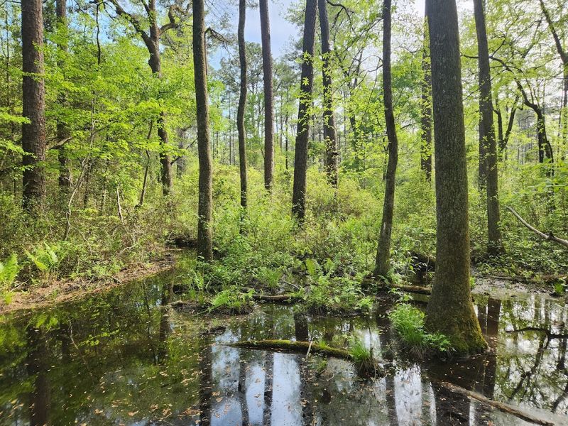Weymouth Woods Sandhills Nature Preserve