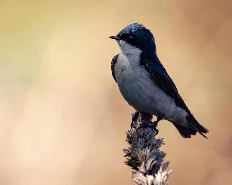 San Joaquin Wildlife Sanctuary, Irvine