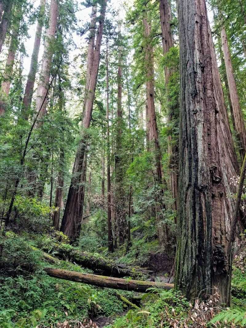 Portola Redwoods State Park, La Honda