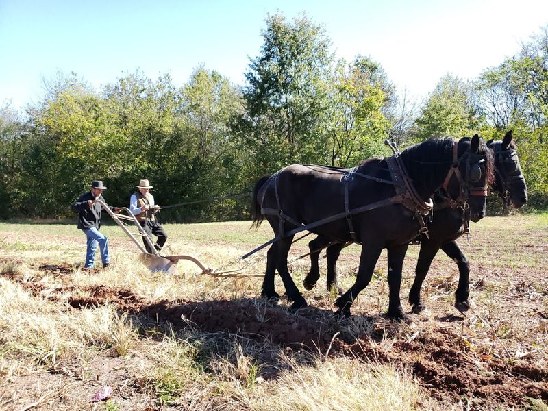Henderson, German Mennonite Heritage