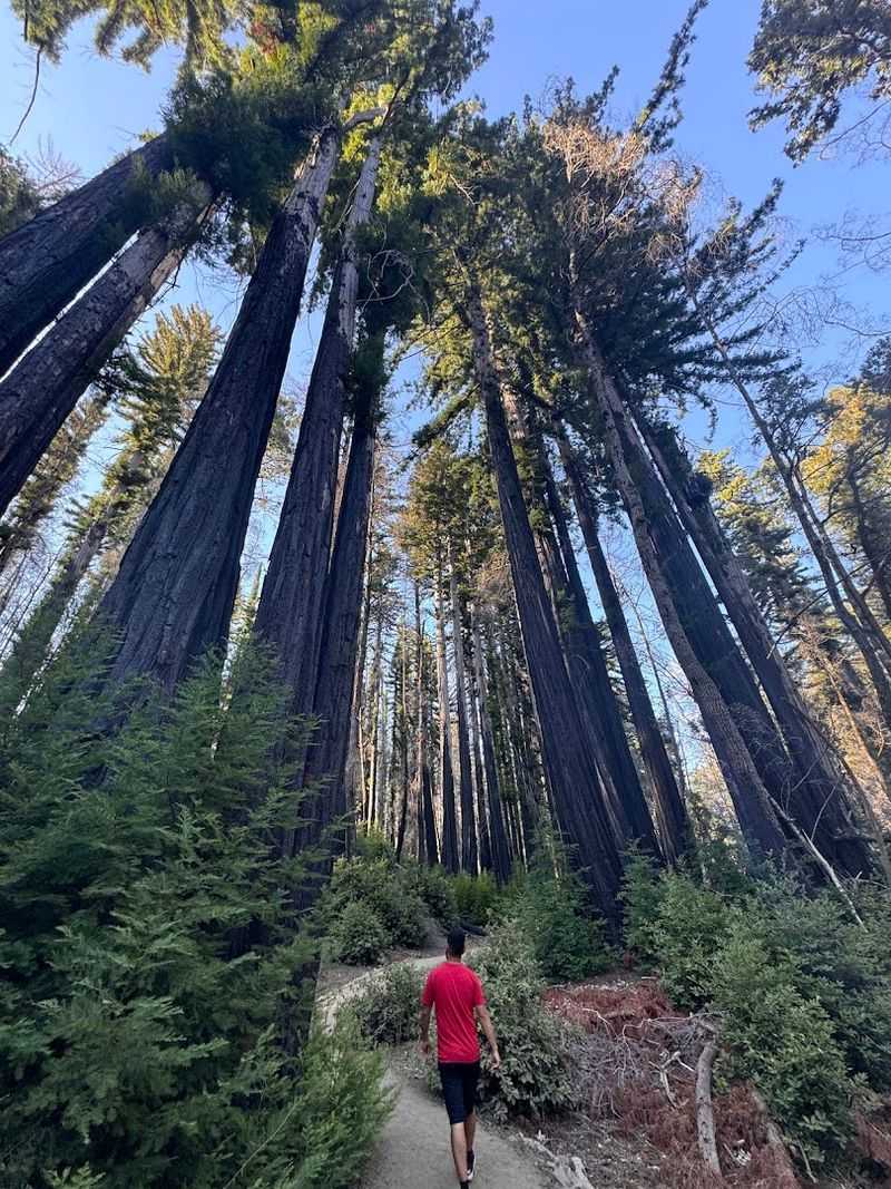 Big Basin Redwoods State Park Redwood Loop Trail