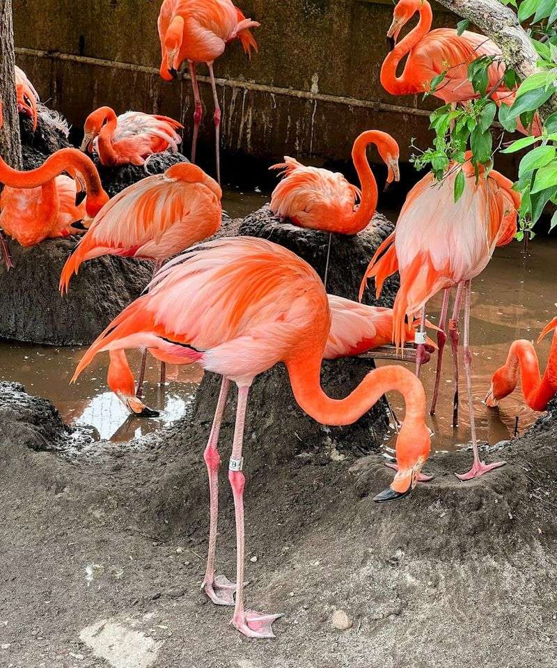 Toledo Zoo