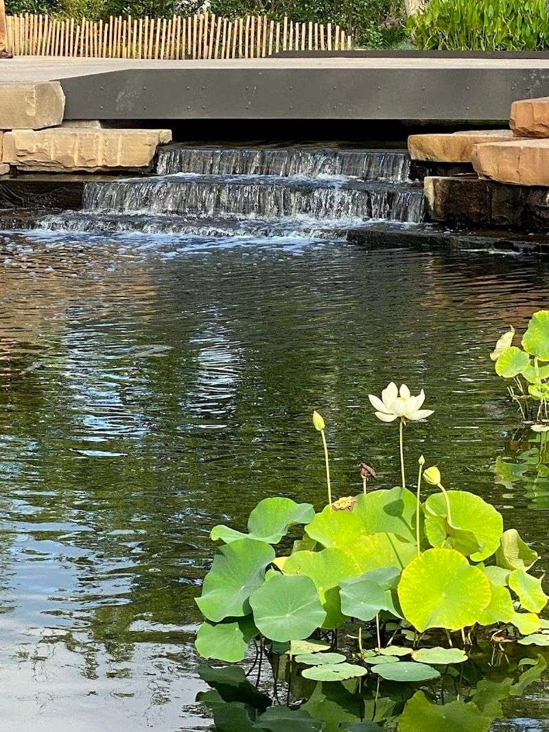 One Small Water Garden Can Steal The Whole Visit