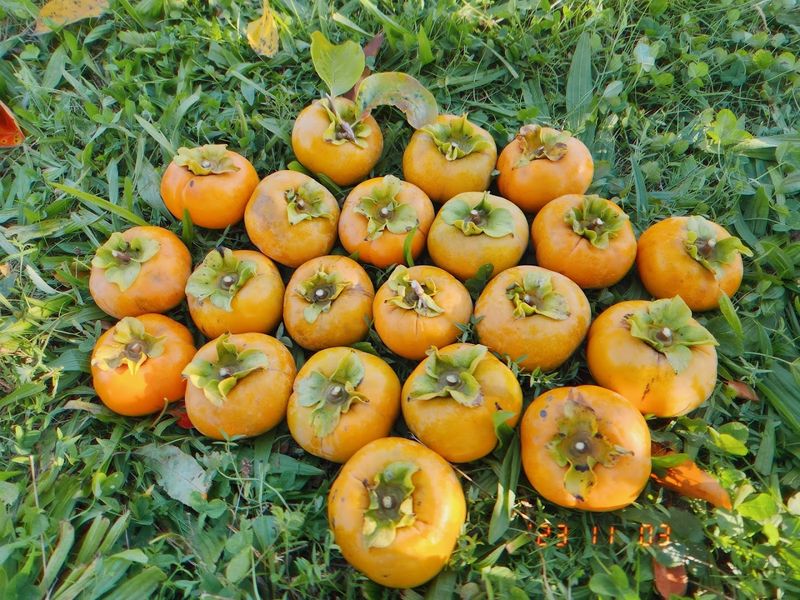 Leaving With Tree-Ripened Fruit Beats Any Grocery Store Run