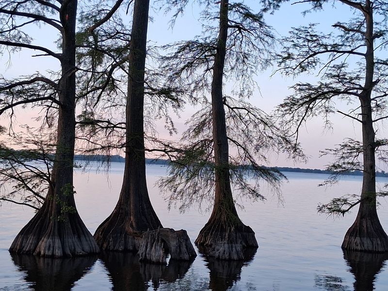 Reelfoot Lake State Park, Tiptonville