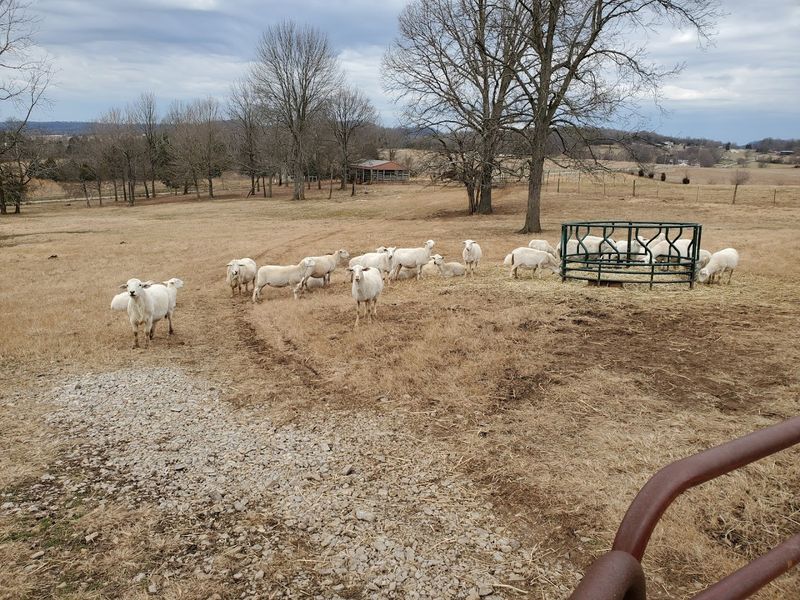The Hidden Kentucky Animal Haven Where Kids And Adults Fall In Love With Every Visit - Decor Hint Sheep Herding Demonstrations With Skilled Working Dogs