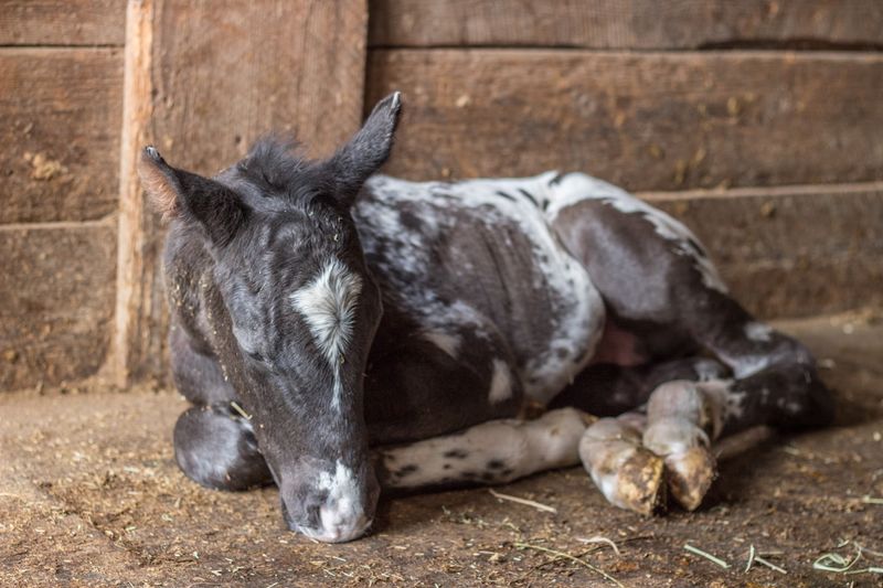 Idaho's Appaloosa Heritage Adds A Strong State Symbol Angle