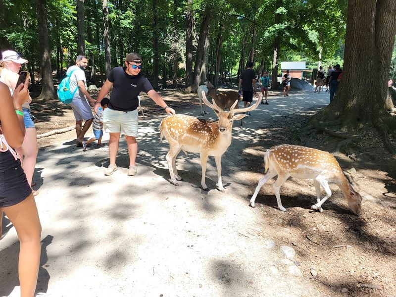 The Petting Zoo Section Kids Absolutely Go Wild For