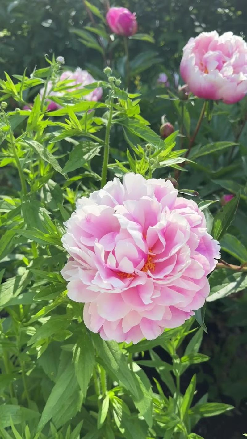 When Peony Season Feels Magical