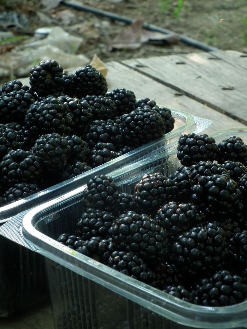 Blackberries Bring The Same Easy Deal