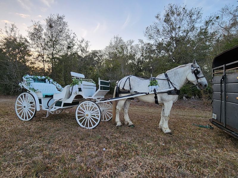 Horseback Riding Tours and Adventures Cypress Breeze Farm, Pinellas Park