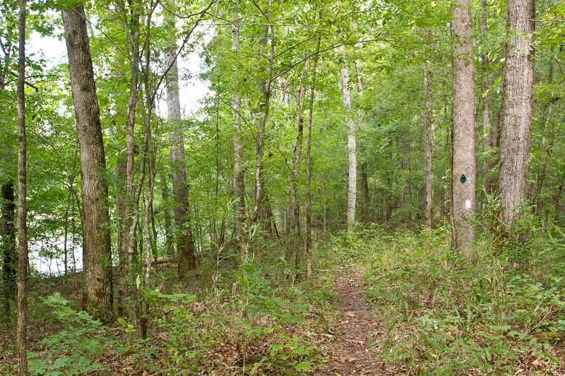 These 15 Georgia Birdwatching Spots Feel Like Hidden Premium Seats To Nature - Decor Hint Oconee National Forest