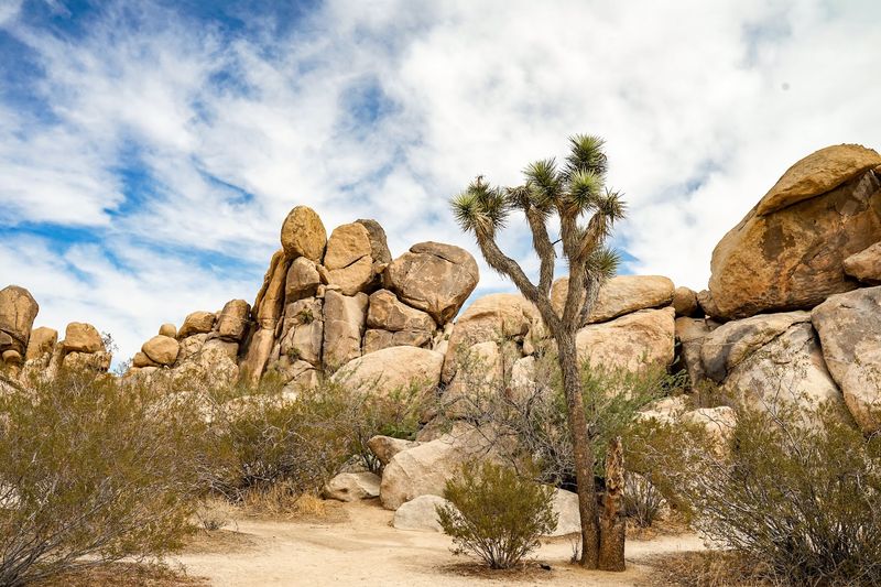 Joshua Tree National Park