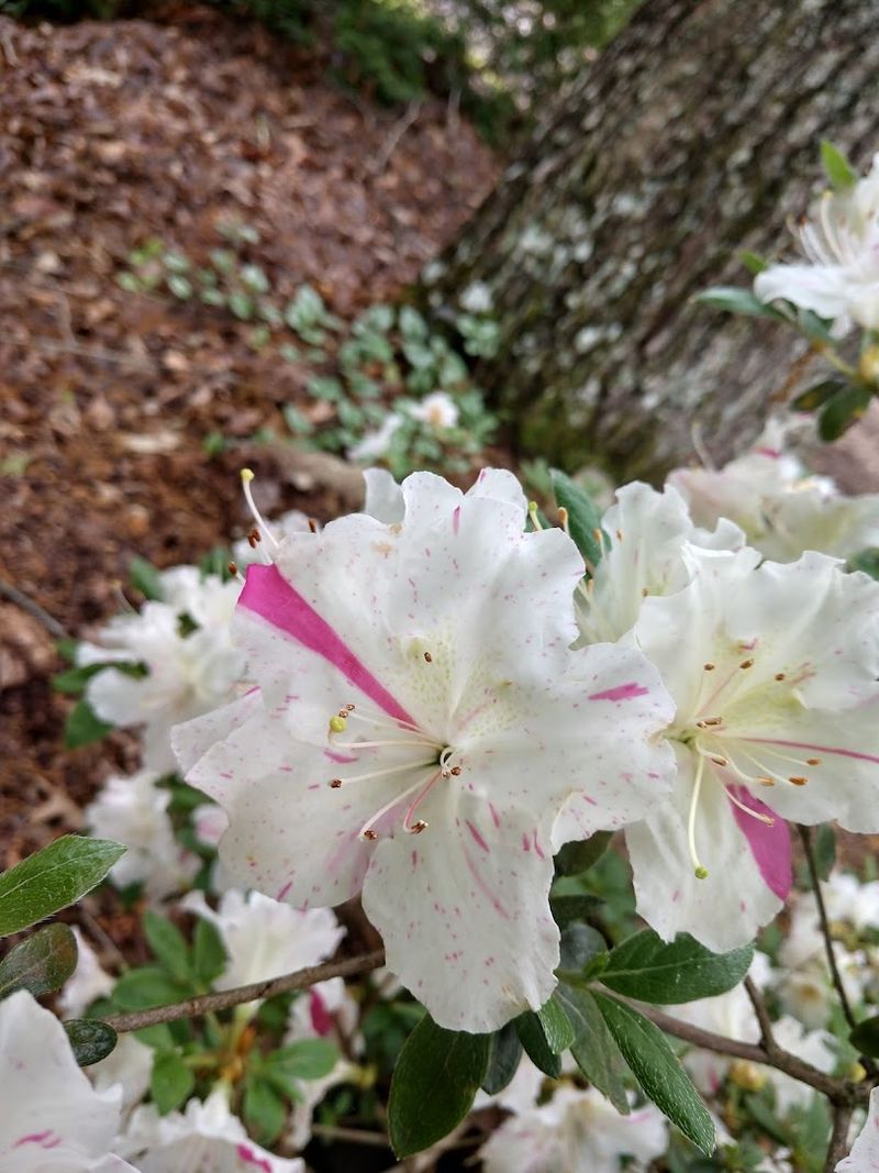 These 9 Tennessee Gardens Were Made For Slow Strolls And Quiet Moments - Decor Hint Genesis Gardens, Crossville