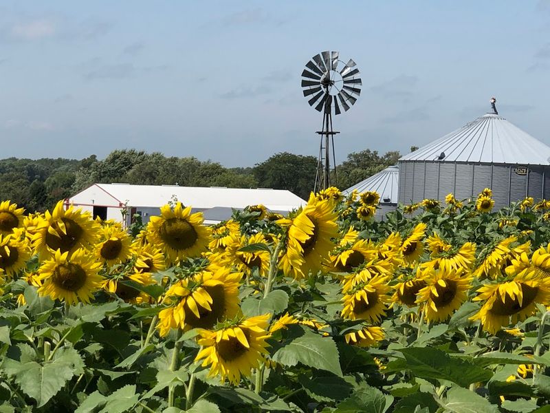 Pick Your Own Fresh Strawberries At A Charming Nebraska Farm This June - Decor Hint The Farm Has A Bigger Summer Season Beyond Strawberries