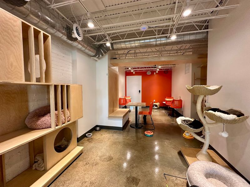 The Playroom Feels Like A Tiny Cat Social Club