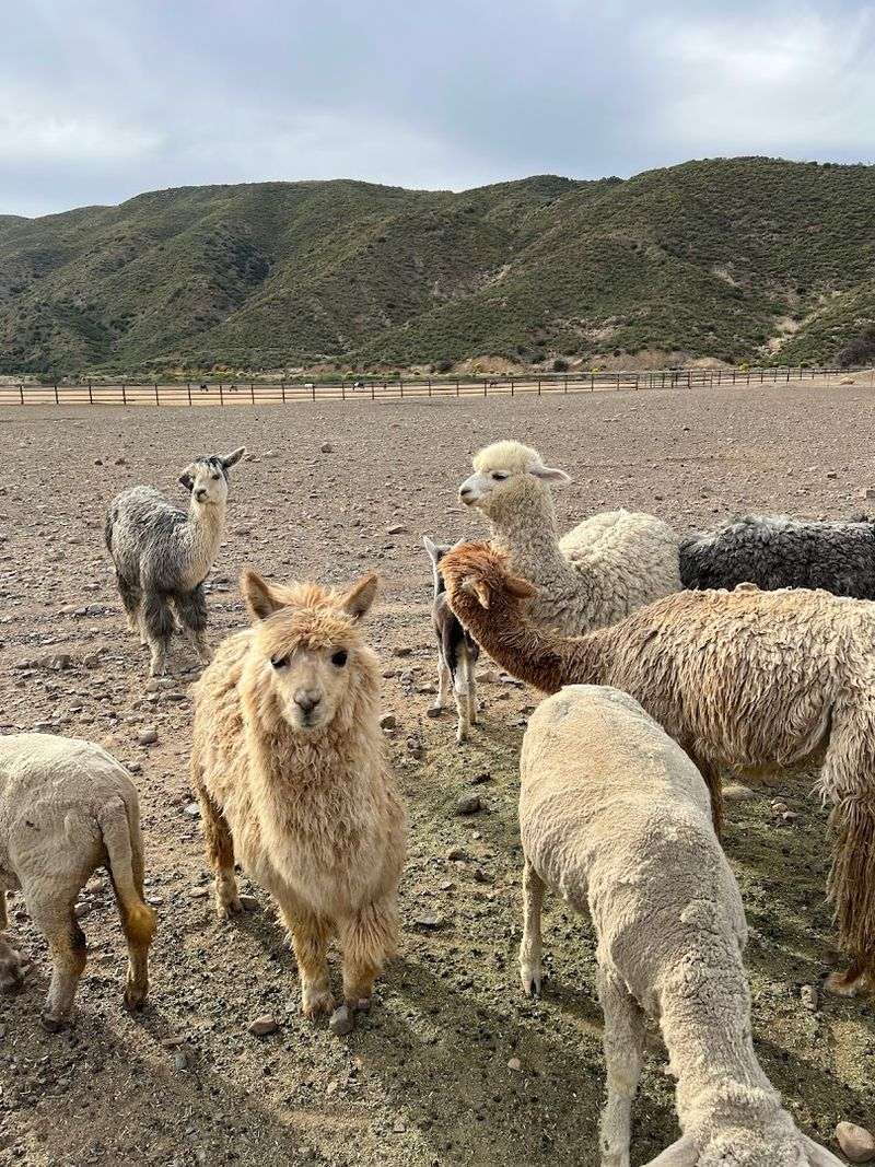 Albert The Camel Gives The Ranch A Surprise Twist