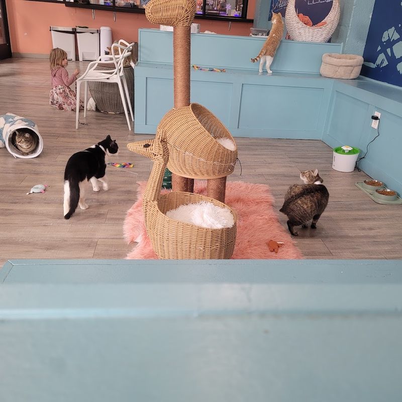 A Cat Room That Stays Remarkably Clean And Calm