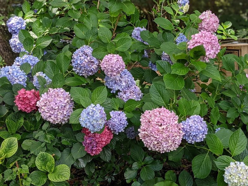 North Carolina's Most Beautiful Hydrangea Gardens Are Blooming Right Now - Decor Hint The Elizabethan Gardens