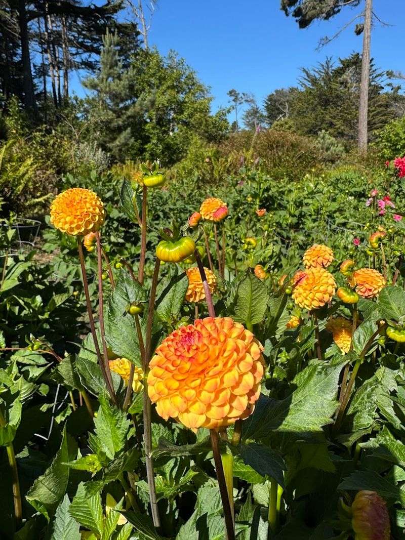 Your First Visit To This 47-Acre Magical Botanical Garden Hiding In California Will Stay With You - Decor Hint Dahlias Make Late Summer Feel Like Peak Garden Season