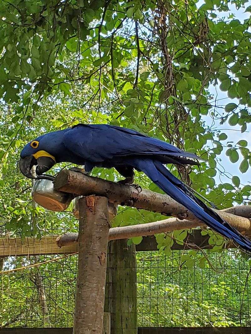 Bird Shows And Up-Close Wildlife Encounters
