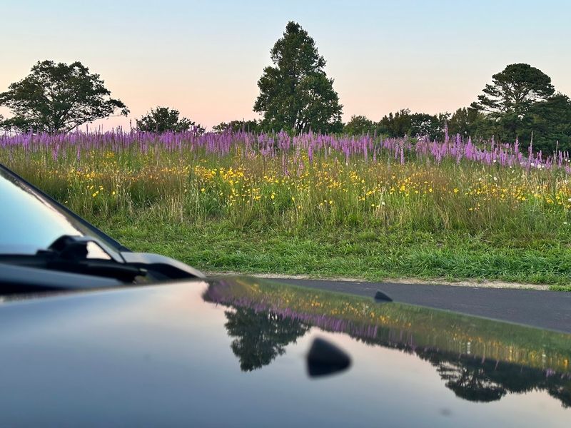 Late July Brings The Best Chance For Purple Drama