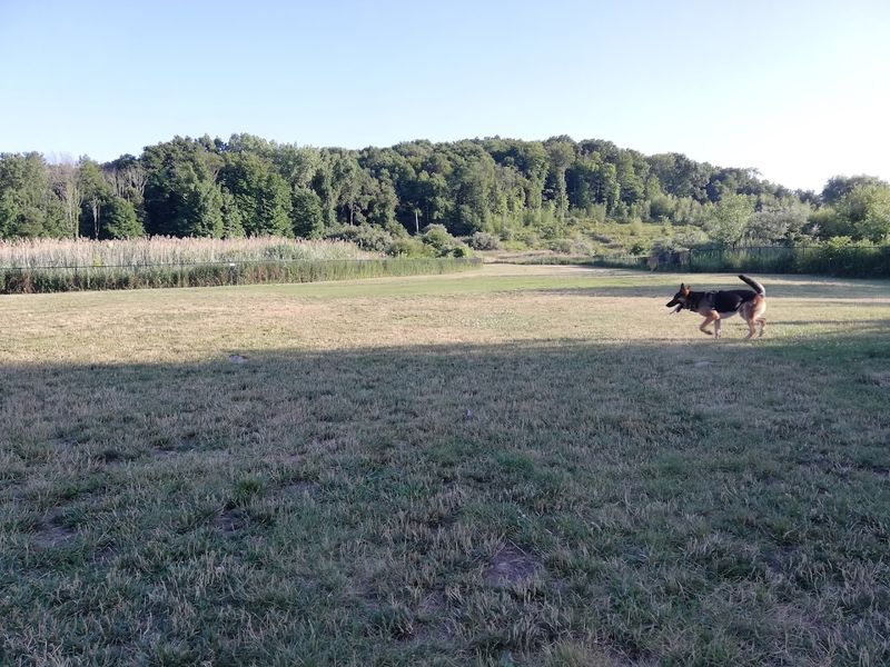 Danbury Dog Park At Miry Brook, Danbury