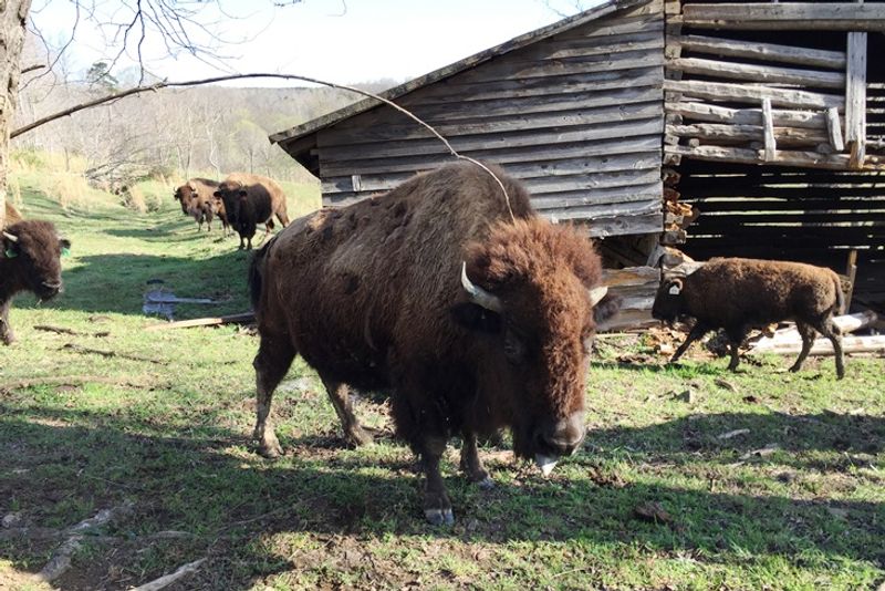 Few People Know North Carolina Has A Buffalo Farm Where You Can Meet The Herd - Decor Hint Getting Close To The Herd Turns The Visit Into The Whole Story