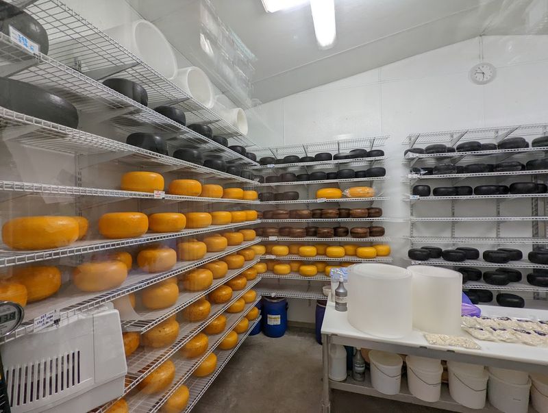 Stuyt Dairy Farmstead Cheese, Escalon Area