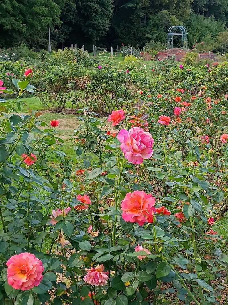 A Gazebo Framed By Flowers