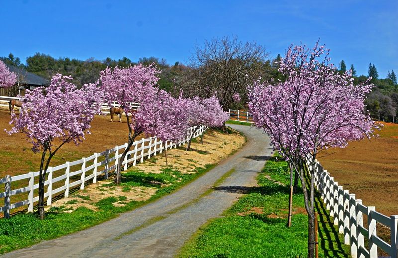 12 California Places With Names So Unusual They Already Sound Worth Visiting - Decor Hint Cool, El Dorado County