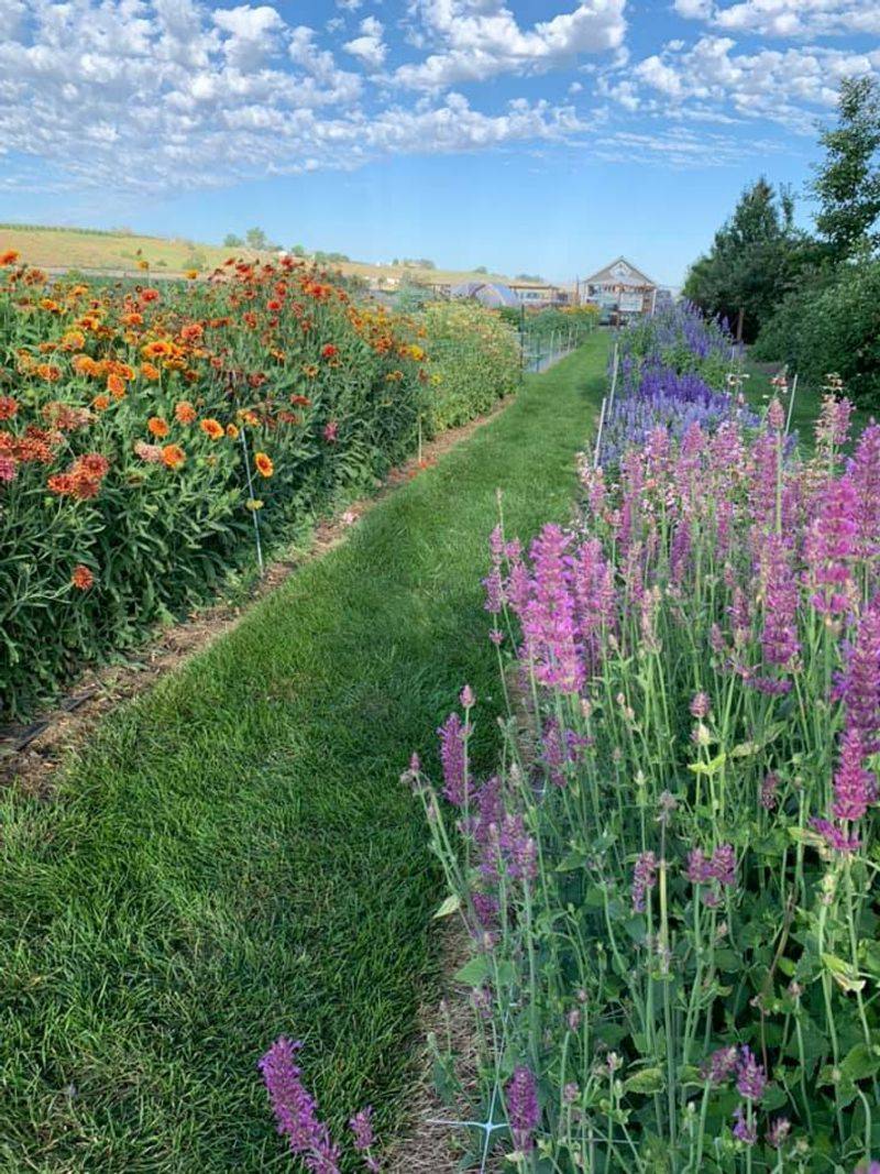 This Idaho Flower Farm Turns June Into A Colorful Country Escape - Decor Hint The Leaning Barn Gives The Farm Its Storybook First Impression