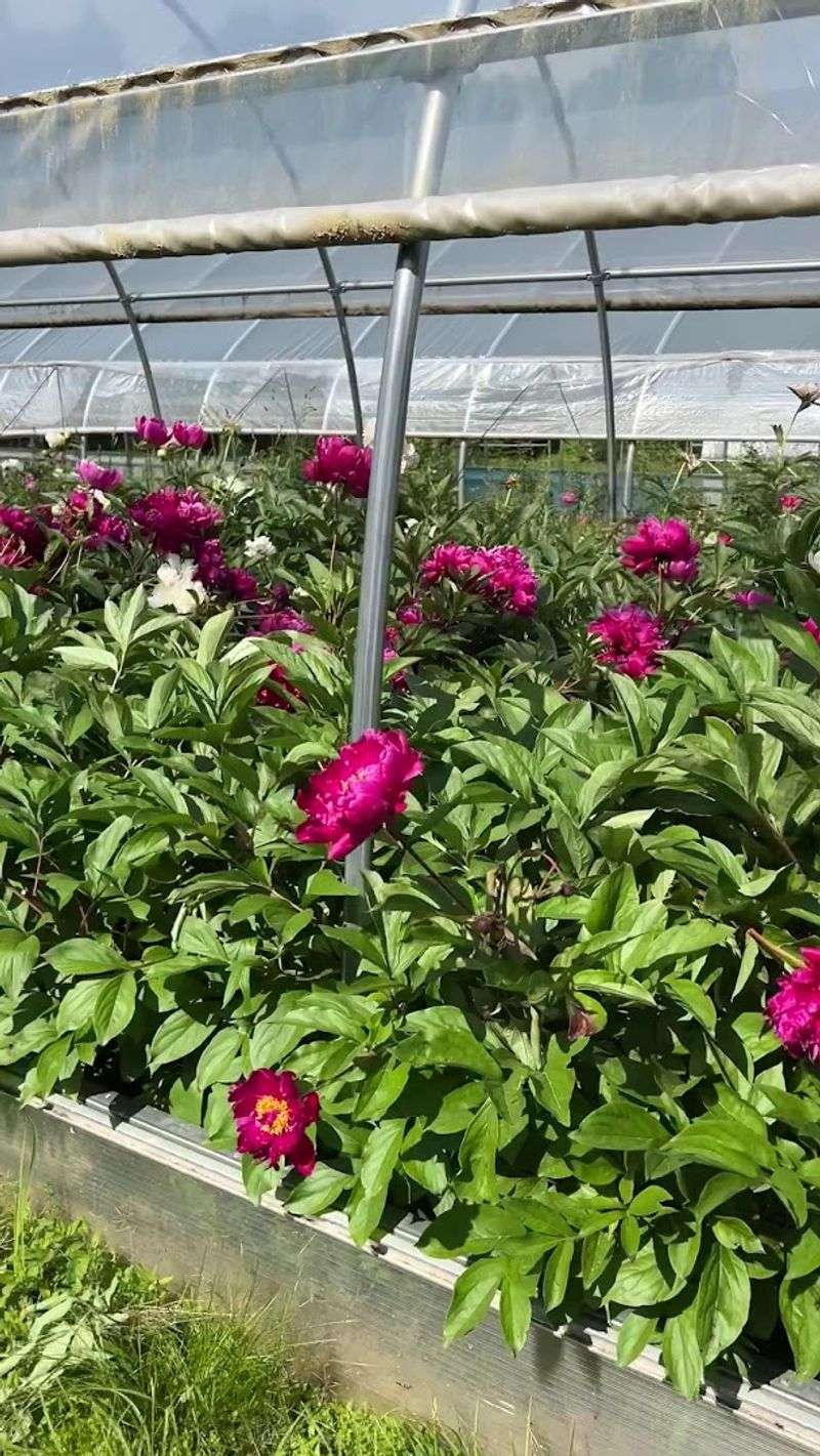 The History Behind The Garden