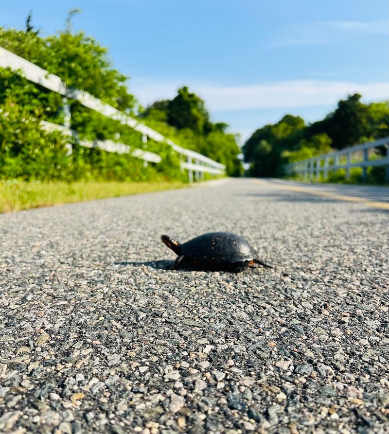 Wildlife That Actually Shows Up