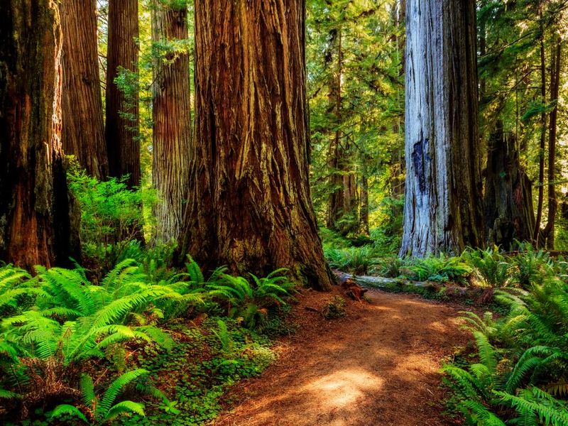14 California Places Where The Silence Is Half The Reason To Go - Decor Hint Prairie Creek Redwoods State Park, Humboldt County