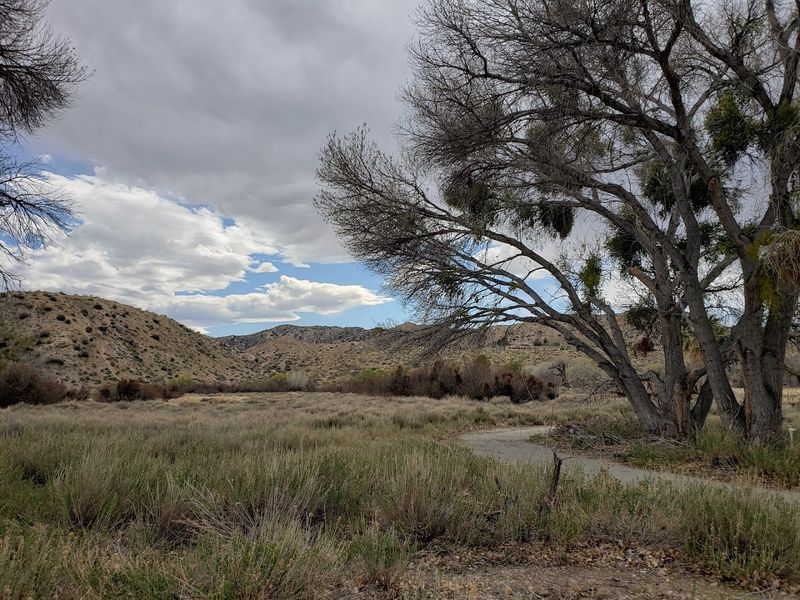 Big Morongo Canyon Preserve, Morongo Valley