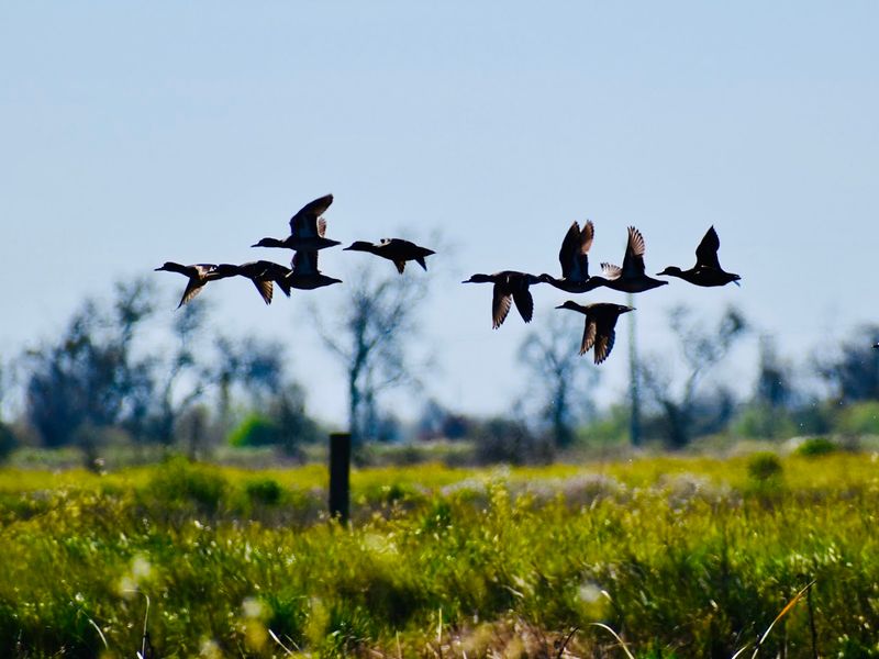 Stone Lakes National Wildlife Refuge, Elk Grove