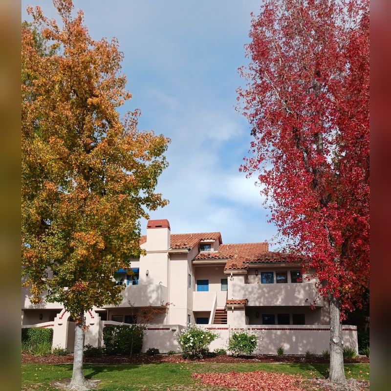 Cupertino