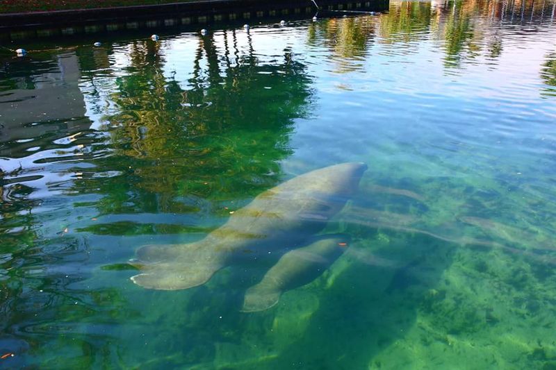 Crystal River